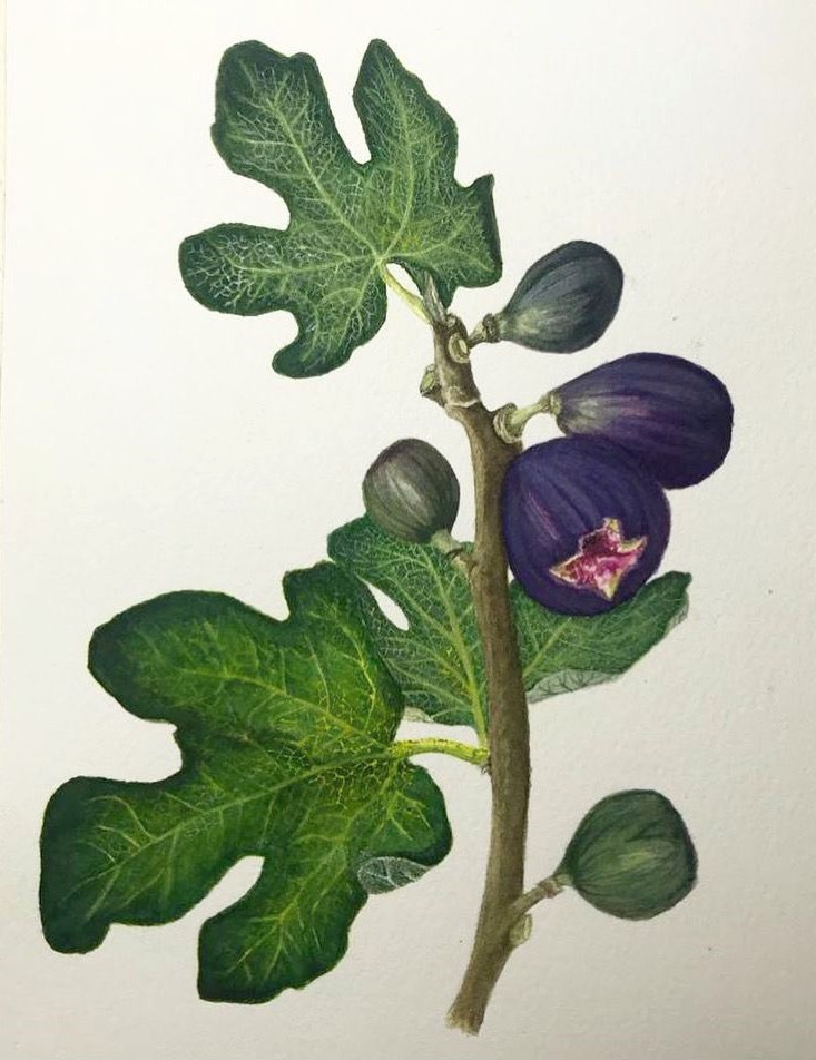 cofano acquerelli fico natura