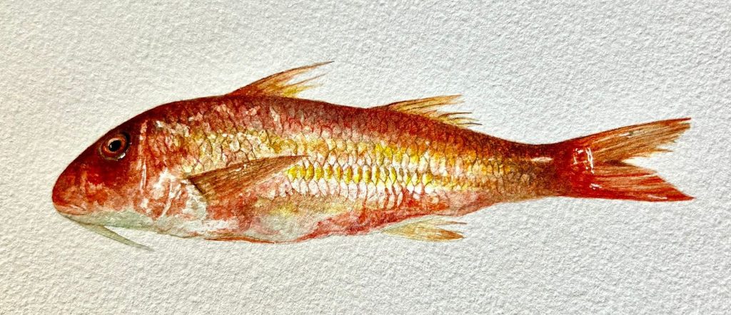 Acquerelli Andrea Cofano