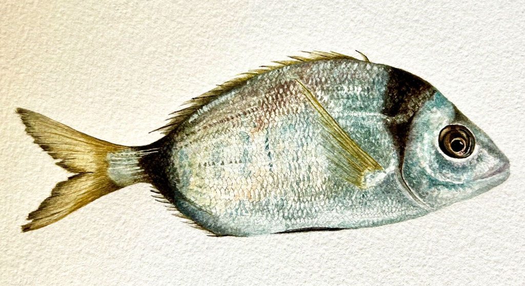 Acquerelli Andrea Cofano pesce