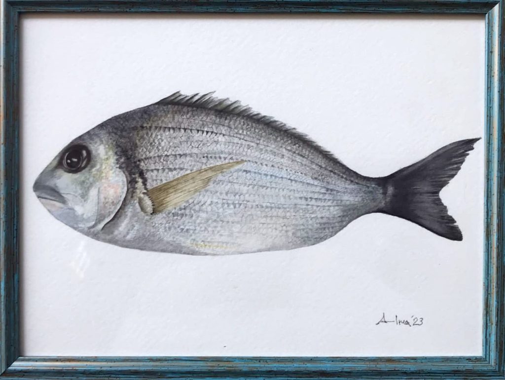 acquerello pesce Puglia